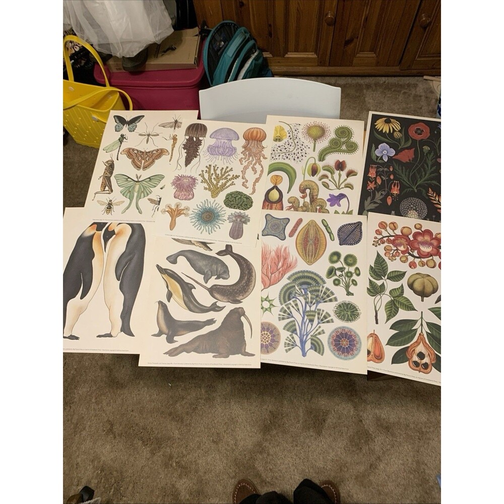 Illustrations By Katie Scott Set Of 8